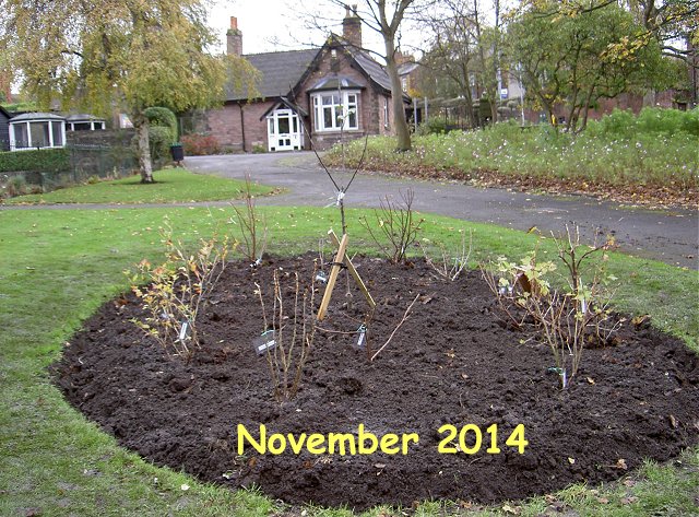 Victoria park Macclefield, planting of fruit bush bed