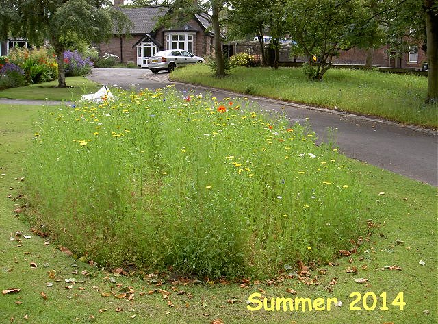 Victoria park Macclefield, planting of fruit bush bed