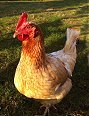 A beginner's guide to keeping chickens